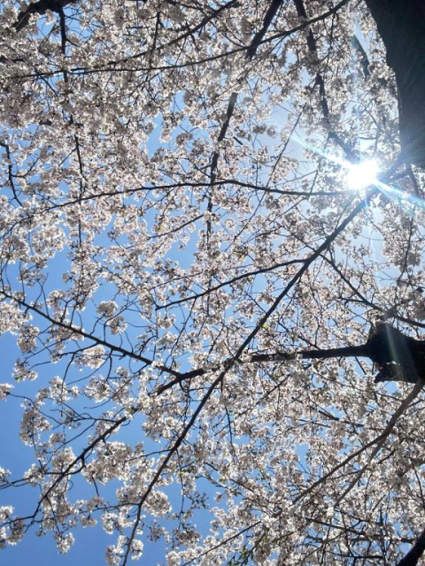 おはようございます☀️。°