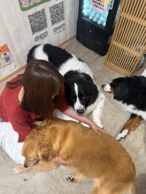 犬の日ー!(写真貼り過ぎたけど足りない)