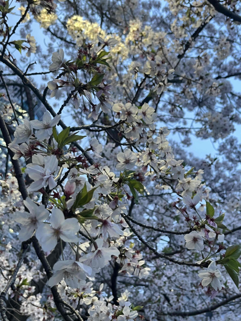 春だね〜