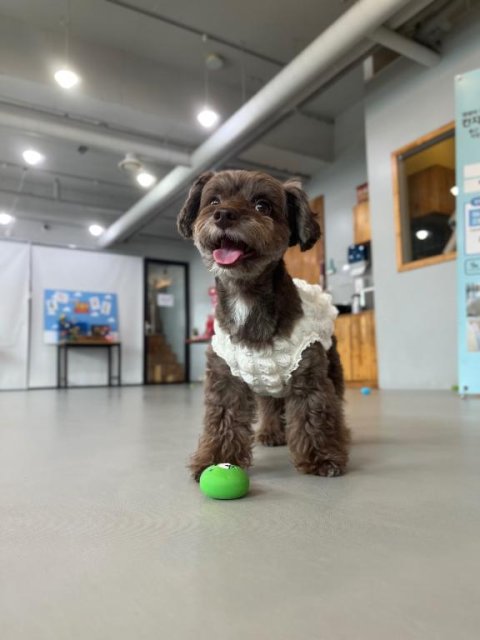 🐶愛犬について🐶