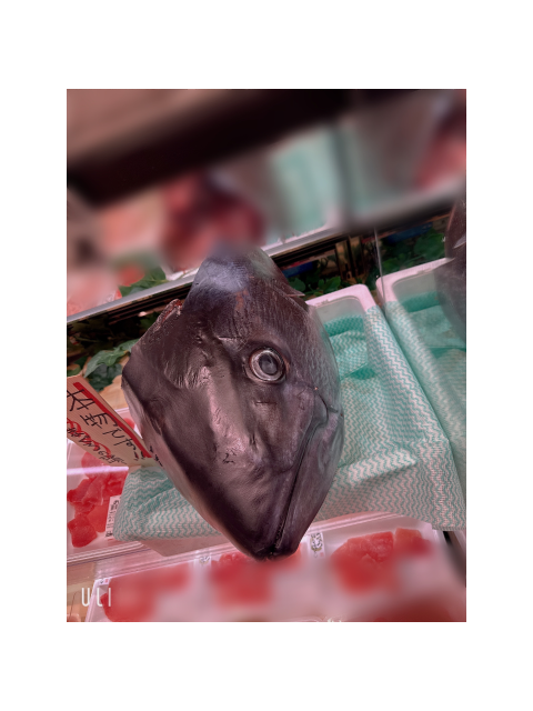 マグロです