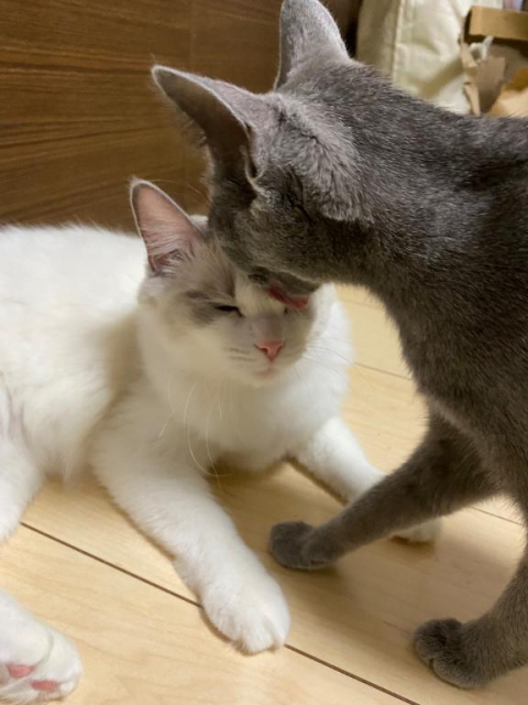 ブリサバ