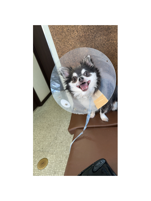 犬です！