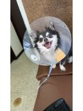 犬です！