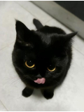 また