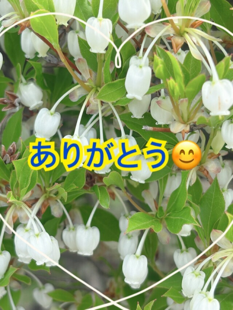 お礼の日記　4/19