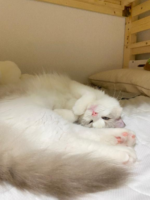 ありがとう！