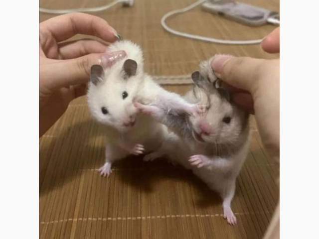 🦋本指名様へ