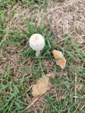 キノコ🍄