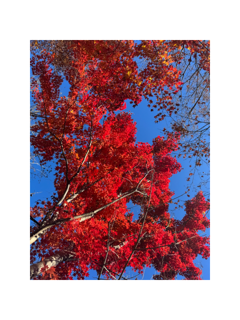 ダイエットは、、