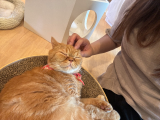 おやすみ中