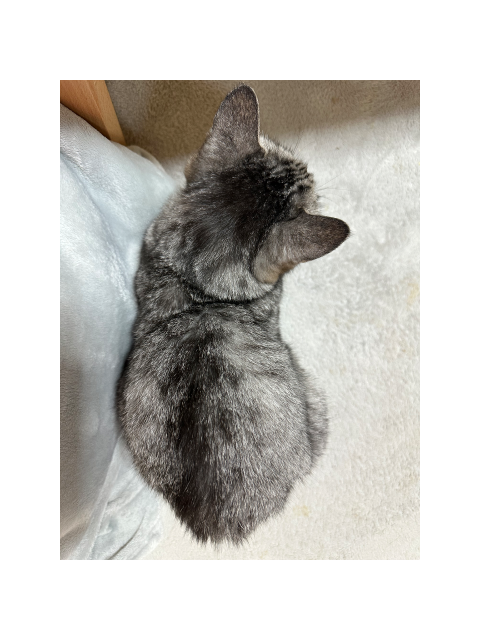 ありがとうございました