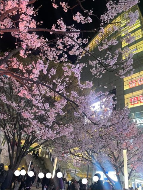 びっくら嬉しい☺️🌸✨✨✨