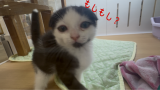 いくじなしね