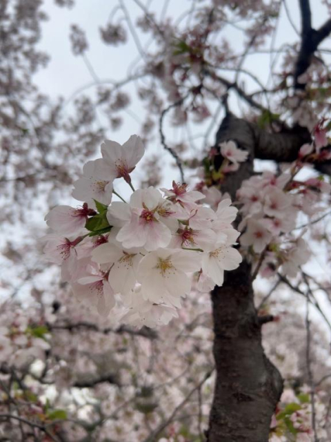お花見🌸