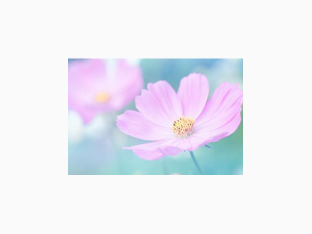 🌸おかえりなさいキャンペーン🌸