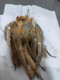 コチって魚知っていますか?