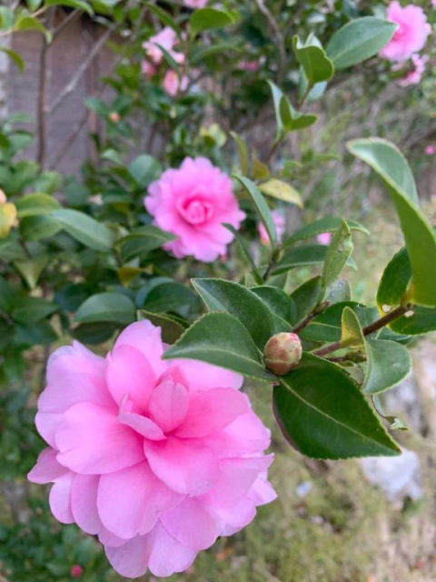 🌷ありがとうございます♪