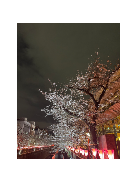ありがとう🌸