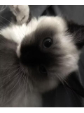 残り2枠