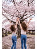 舞う桜