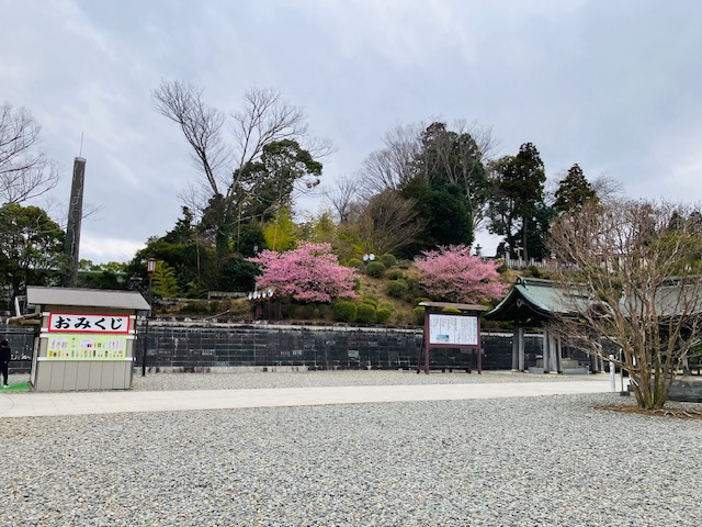 さくら出勤致しました