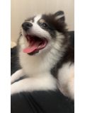🐶🥢