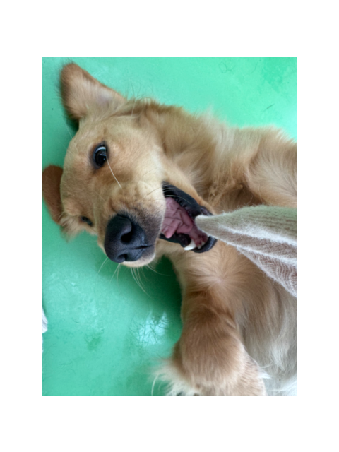 今日は「よい肉球の日」動物の肉球ってポップコーンの匂いしない?に回答♪