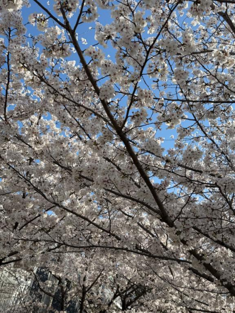 おはようございます🌸