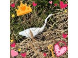 今日も