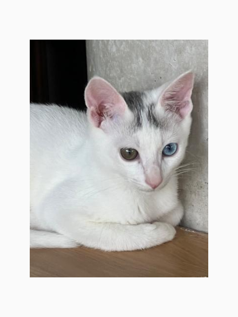 🐈