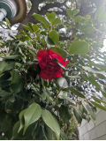 おはようございます(*^^*)