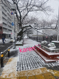 久々の雪。