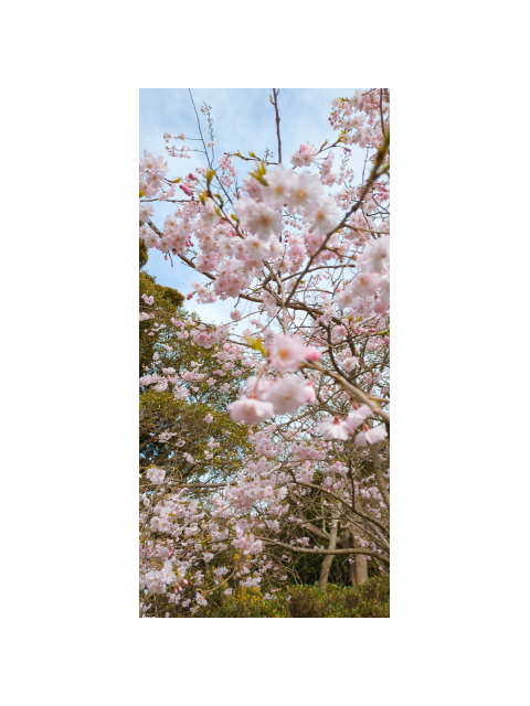 🌸昨日は花見に行ってキタョん🌸