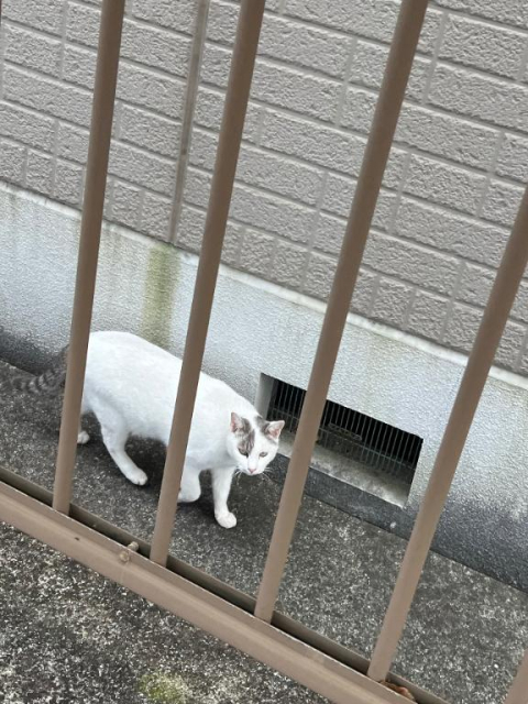 お礼 リピートのエフワンの