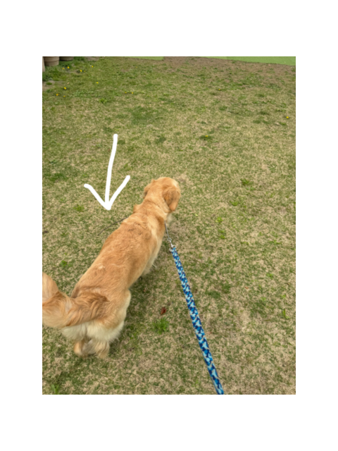 お散歩ワンコお貸しします。