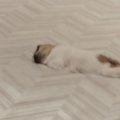 願わくば
