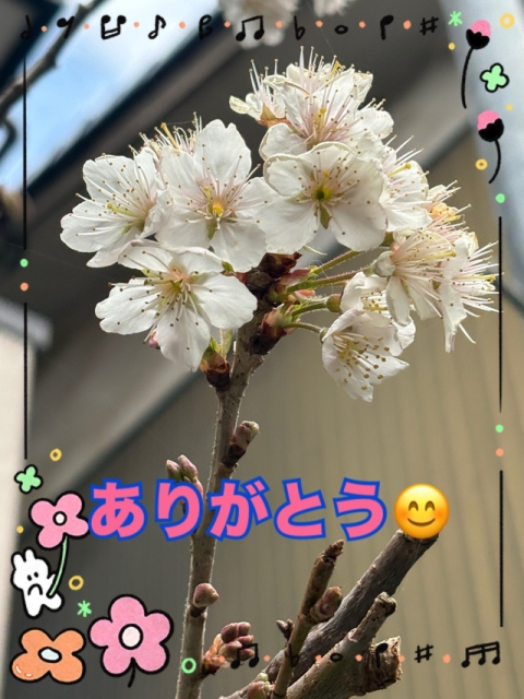 お礼の日記  3/28