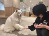 サモエド🐶🐾‪‪