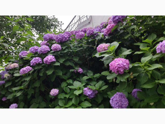今日も暑かったですね