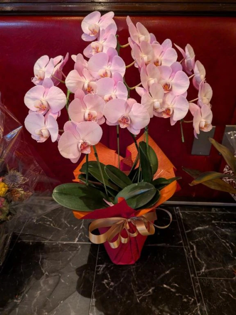 今日はお休みになりましたが💦