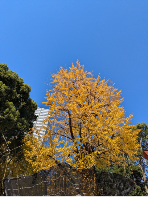 こんにちは(^o^)