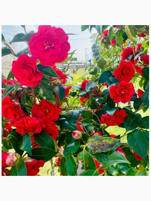 🩷明日から⌒🌺