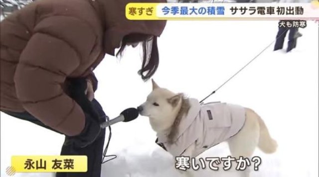 🦋おやすみ