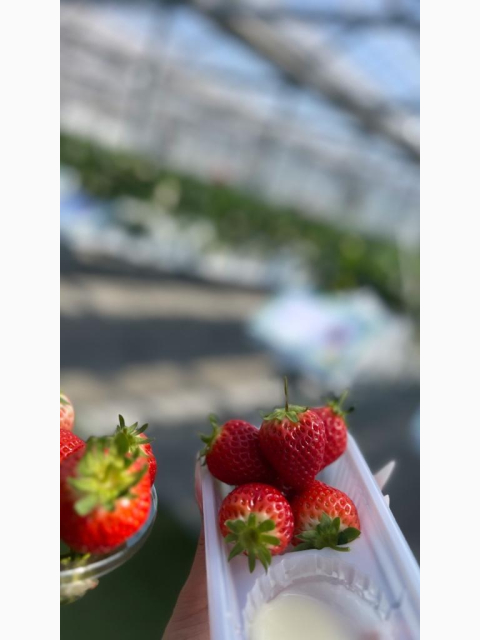 🍓♡