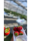 🍓♡