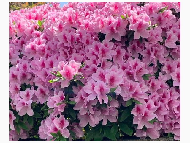 🌷出勤しました♪