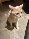 猫😻