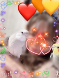 写メ日記で鳥の魅力を語る