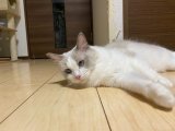 お腹